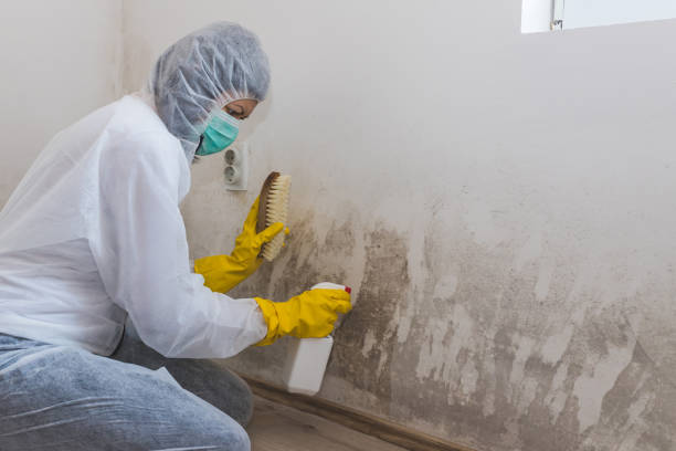 Best Fast Mold Removal  in Kentwood, LA