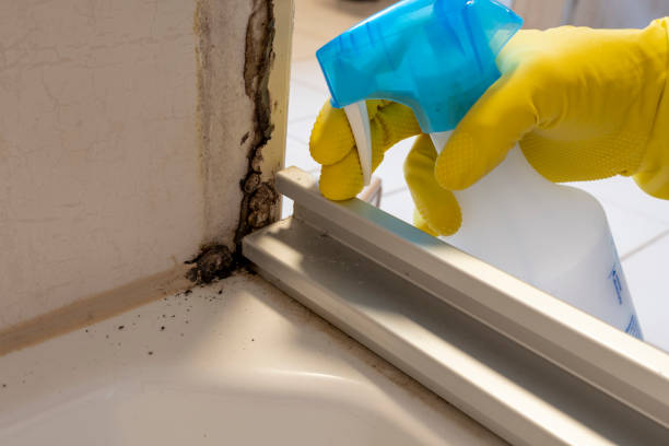 Best Toxic Mold Removal  in Kentwood, LA