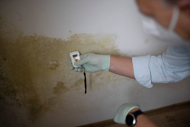 Best Local Mold Removal Service  in Kentwood, LA