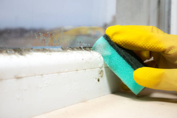 Best Crawl Space Mold Removal  in Kentwood, LA