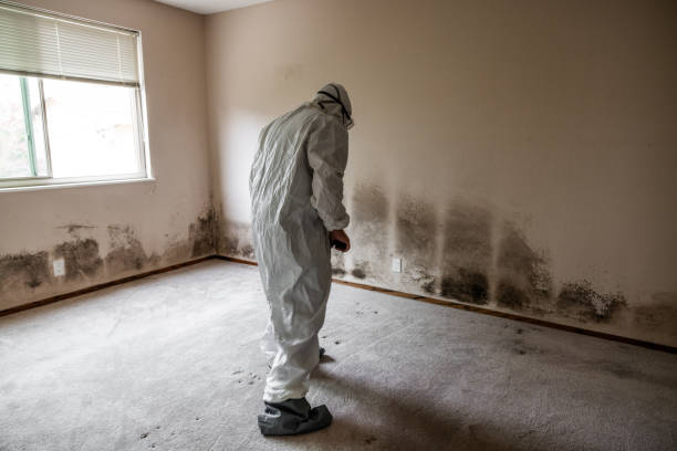 Best Certified Mold Removal  in Kentwood, LA