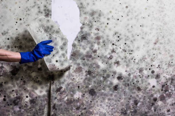 Office Mold Removal Services in Kentwood, LA